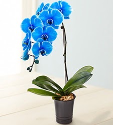 1 dall sper esiz mavi orkide Ankara Temelli hediye iek yolla 