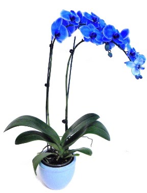 Seramikli 2 dall sper esiz mavi orkide ankara ieki Temelli ucuz iek gnder 