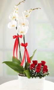 2 dall beyaz orkide ve 7 krmz gl Temelli iek online iek siparii 