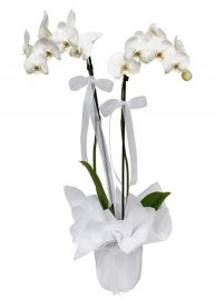 2 dall beyaz orkide Ankara Temelli iek siparii sitesi 