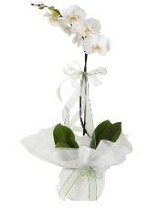 1 dal beyaz orkide iei Ankara Temelli iek sat online ieki , iek siparii 