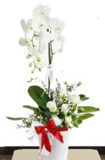 Tek dall beyaz orkide 5 beyaz gl Temelli ankara iek maazas , ieki adresleri 
