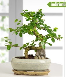 S eklinde ithal gerek bonsai japon aac Ankara Temelli kaliteli taze ve ucuz iekler 