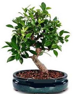 5 yanda japon aac bonsai bitkisi ankara iek yolla Temelli ieki telefonlar 