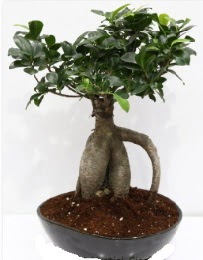 5 yanda japon aac bonsai bitkisi Ankara Temelli kaliteli taze ve ucuz iekler 