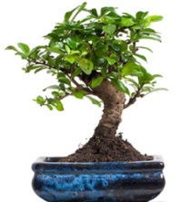 5 yanda japon aac bonsai bitkisi Ankara Temelli 14 ubat sevgililer gn iek 