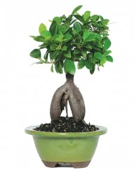 5 yanda japon aac bonsai bitkisi Temelli ankara nternetten iek siparii 