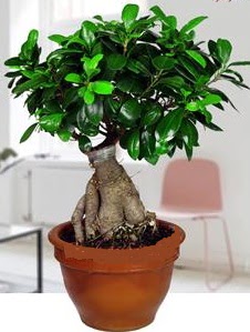 5 yanda japon aac bonsai bitkisi Ankara Temelli iek yolla , iek gnder , ieki  