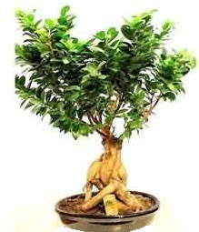 Bonsai Japon aac saks bitkisi Temelli ankara iek maazas , ieki adresleri 