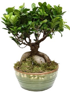 Japon aac bonsai saks bitkisi Temelli iek siparii vermek 