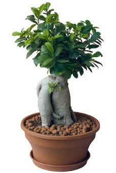 Japon aac bonsai saks bitkisi Ankara Temelli cicekciler , cicek siparisi 