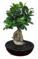 Japon aac bonsai saks bitkisi Temelli Ankara hediye sevgilime hediye iek 