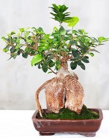 Japon aac bonsai saks bitkisi Temelli Ankara hediye sevgilime hediye iek 