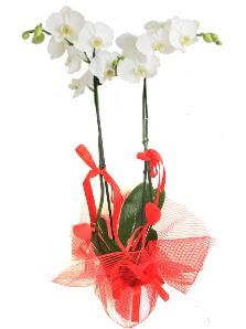 2 dall beyaz orkide bitkisi Ankara Temelli iek yolla 