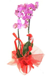 2 dall mor orkide bitkisi Ankara Temelli 14 ubat sevgililer gn iek 
