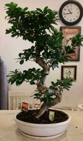 100 cm yksekliinde dev bonsai japon aac Temelli iek siparii vermek 