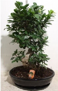 75 CM Ginseng bonsai Japon aac Temelli iek online iek siparii 