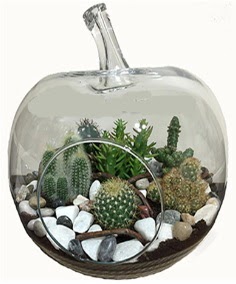 Terrarium tanzim elma camda 5 kakts Temelli ankara iek maazas , ieki adresleri 