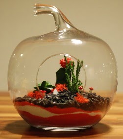 Elma Terrarium 3 kakts orta boy Temelli ankara iek siparii iek gnderme 