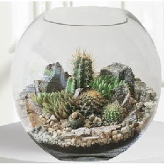 Cam fanus Terrarium 5 kakts Ankara Temelli hediye iek yolla 