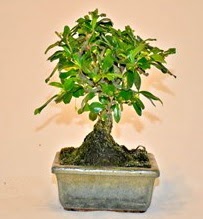 Zelco bonsai saks bitkisi ankara ieki Temelli ucuz iek gnder 