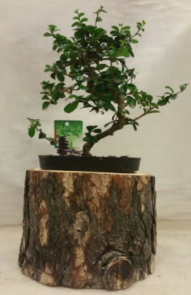 Doal ktk iinde bonsai japon aac Temelli iek siparii vermek 