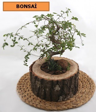 Doal aa ktk ierisinde bonsai bitkisi Ankara Temelli online iek gnderme sipari 