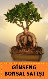 Ginseng bonsai sat japon aac Temelli ankara nternetten iek siparii 