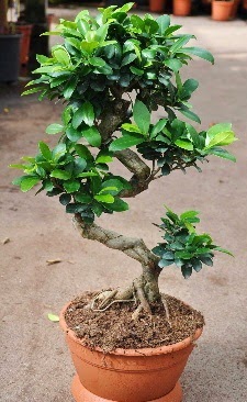 Orta boy bonsai saks bitkisi Temelli ankara ieki telefonlar yurtii ve yurtd iek siparii 