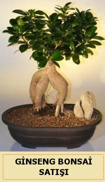 thal Ginseng bonsai sat japon aac Temelli ankara iek maazas , ieki adresleri 