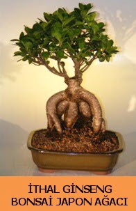 thal japon aac ginseng bonsai sat Temelli iek siparii vermek 