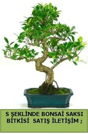 thal S eklinde dal erilii bonsai sat Ankara Temelli cicekciler , cicek siparisi 