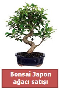 Japon aac bonsai sat Temelli ankara iek maazas , ieki adresleri 