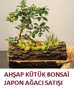 Ahap ktk ierisinde bonsai ve 3 kakts ieki Temelli iek servisi , ieki adresleri 