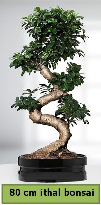 80 cm zel saksda bonsai bitkisi Temelli Ankara iek gnder uluslararas iek gnderme 