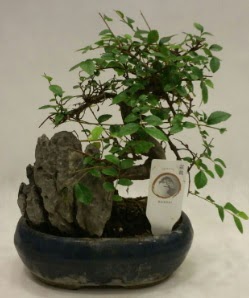 thal 1.ci kalite bonsai japon aac Ankara Temelli 14 ubat sevgililer gn iek 