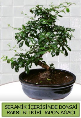 Seramik vazoda bonsai japon aac bitkisi Temelli ankara iek maazas , ieki adresleri 
