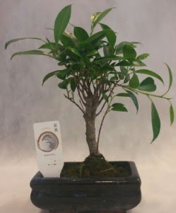 Bonsai japon aac bitkisi sat Ankara Temelli online iek gnderme sipari 