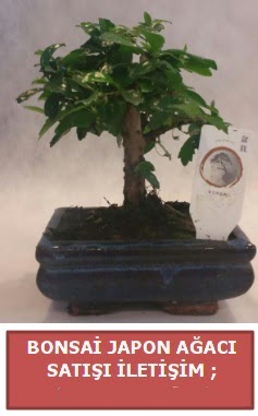 Japon aac minyar bonsai sat Ankara Temelli 14 ubat sevgililer gn iek 