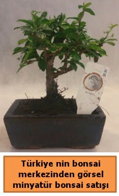 Japon aac bonsai sat ithal grsel Temelli cicek , cicekci 