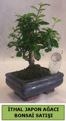thal japon aac bonsai bitkisi sat Temelli Ankara iek gnder uluslararas iek gnderme 