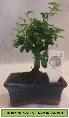 Minyatr bonsai aac sat Ankara Temelli cicekciler , cicek siparisi 