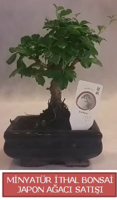 Kk grsel bonsai japon aac bitkisi Temelli anneler gn iek yolla 