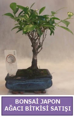 thal Bonsai japon aac bitkisi sat Temelli iek siparii vermek 