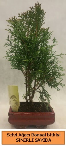 Selvi aac bonsai japon aac bitkisi Ankara Temelli 14 ubat sevgililer gn iek 