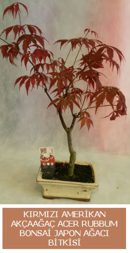 Amerikan akaaa Acer Rubrum bonsai Ankara Temelli iek yolla 