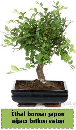 thal bonsai saks iei Japon aac sat Temelli iek siparii vermek 