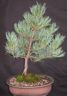 Bonsai am aac japon aac bitkisi Temelli ankara iek maazas , ieki adresleri 