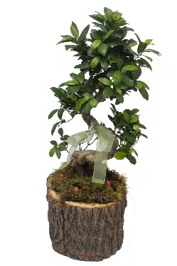 Doal ktkte bonsai saks bitkisi Temelli iek siparii vermek 