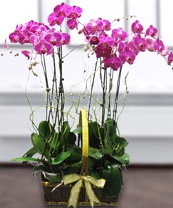7 dall mor lila orkide Ankara Temelli online iek gnderme sipari 